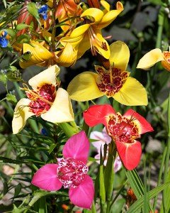 Tigridia mix1